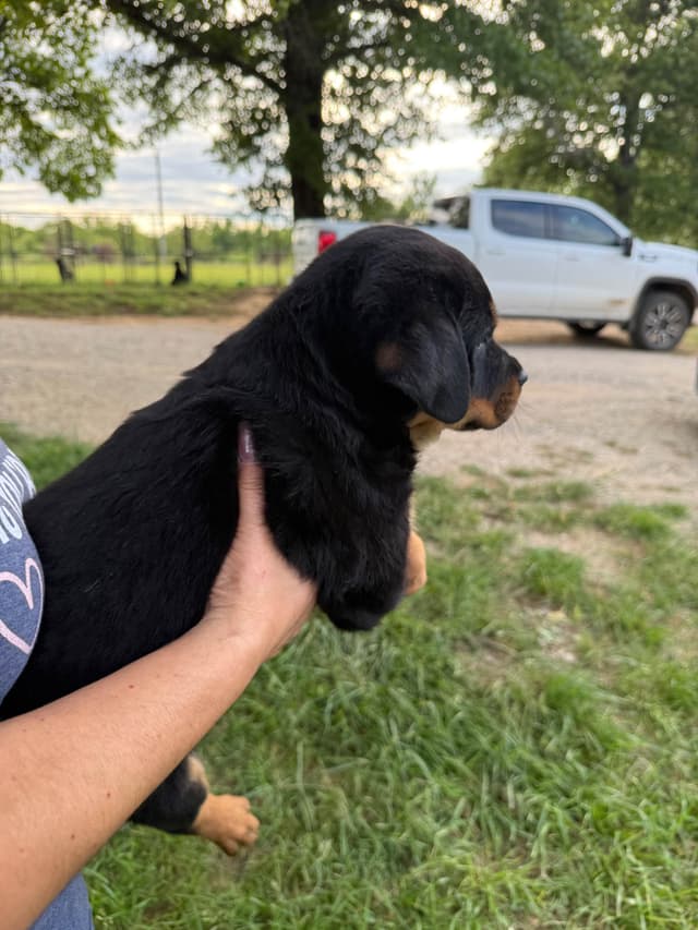 Rottweiler Puppies media 4