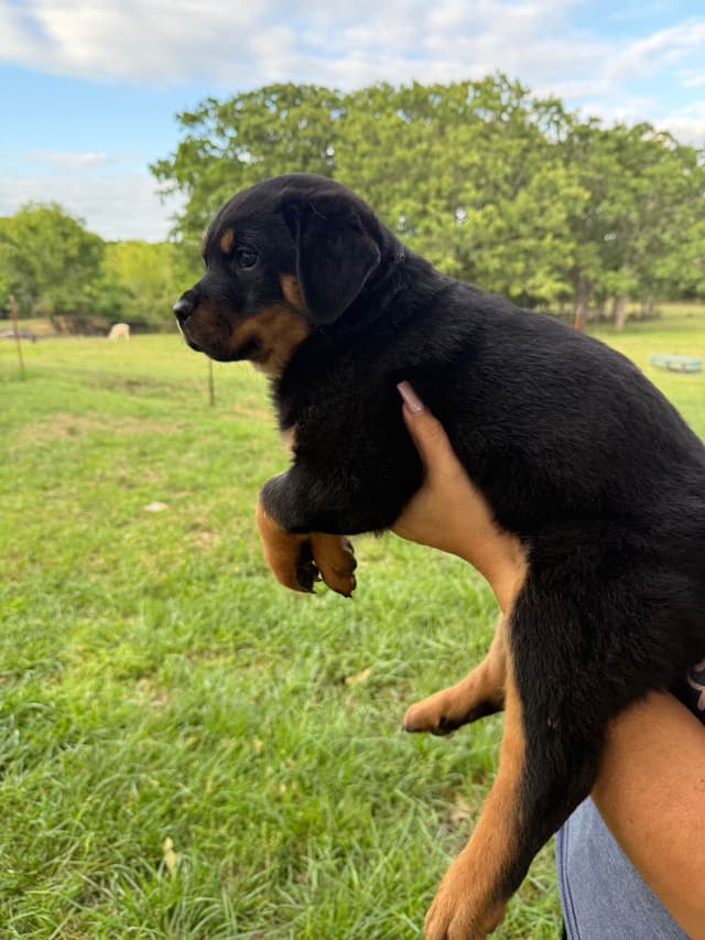 Rottweiler Puppies media 6
