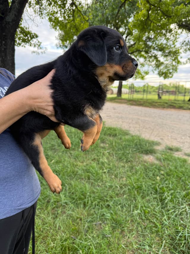 Rottweiler Puppies media 5