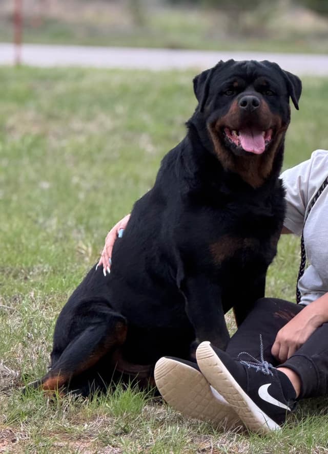 Rottweiler Puppies media 3
