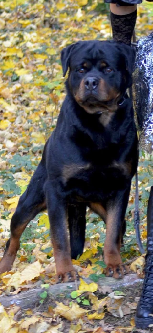 Rottweiler Puppies media 2