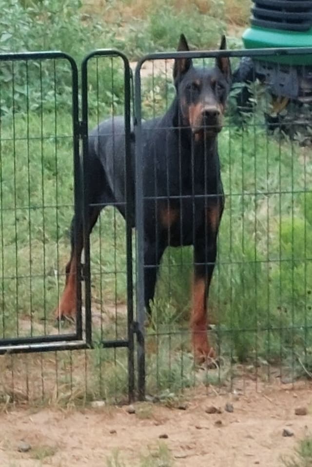 Doberman Pinscher Puppies media 2