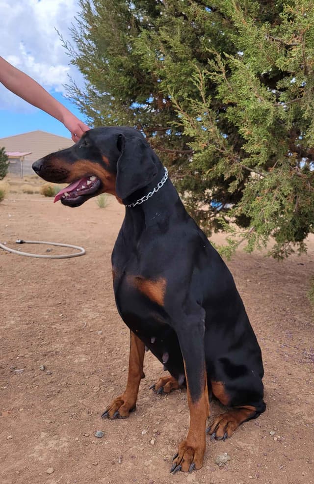 Doberman Pinscher Puppies media 3