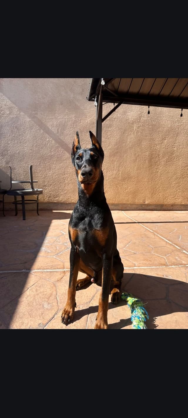 Doberman Pinscher Puppies media 4