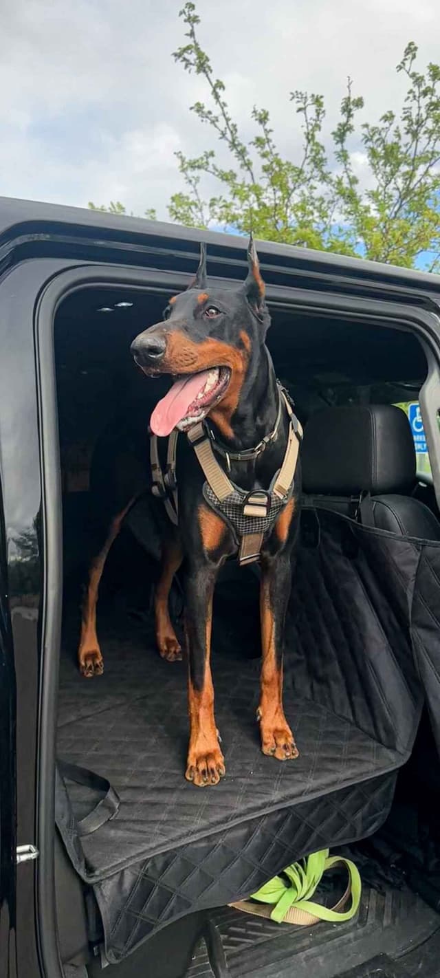 Doberman Pinscher Puppies media 5