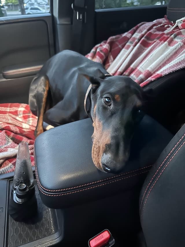 Doberman Pinscher Puppies media 6