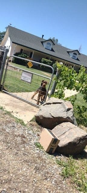 Airedale Terrier Puppies breeder image 2