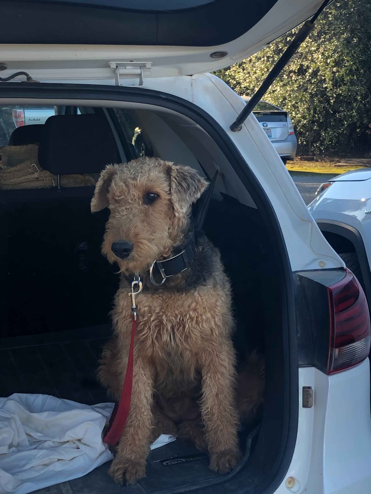 Airedale Terrier Puppies breeder image 3