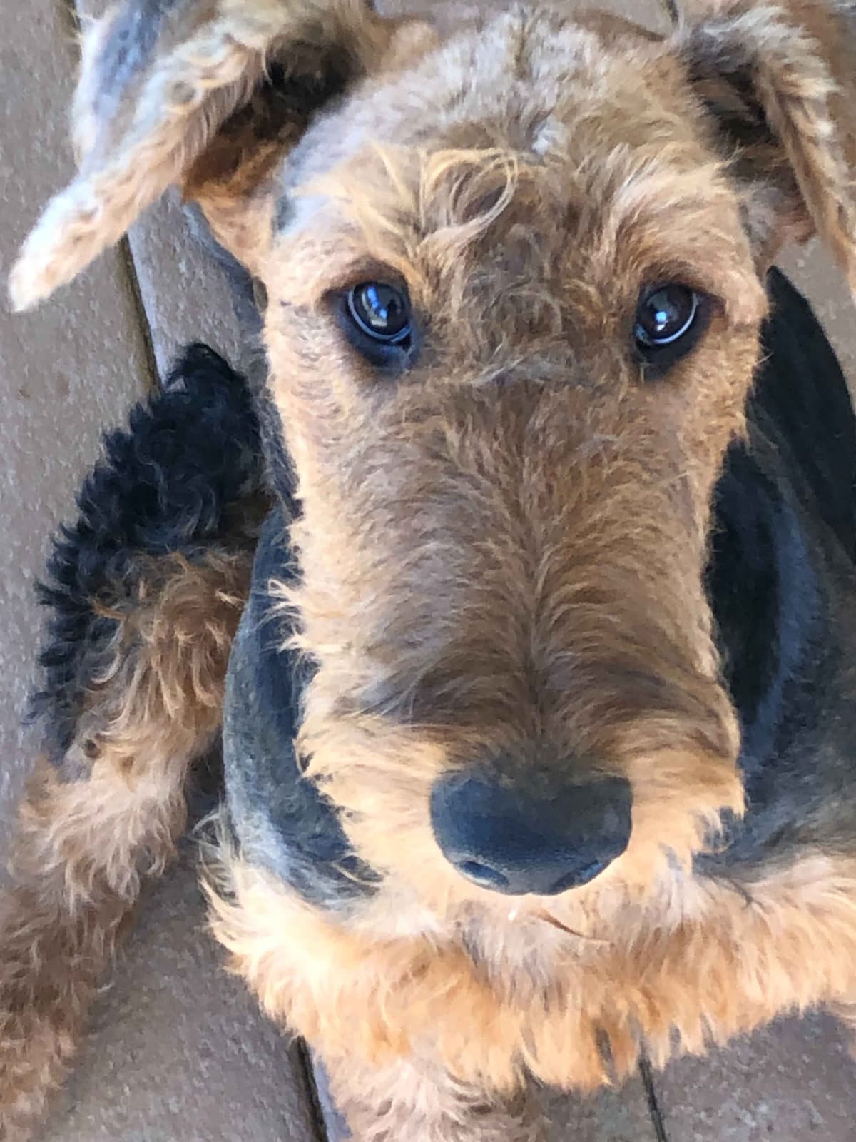 Airedale Terrier Puppies breeder image 4