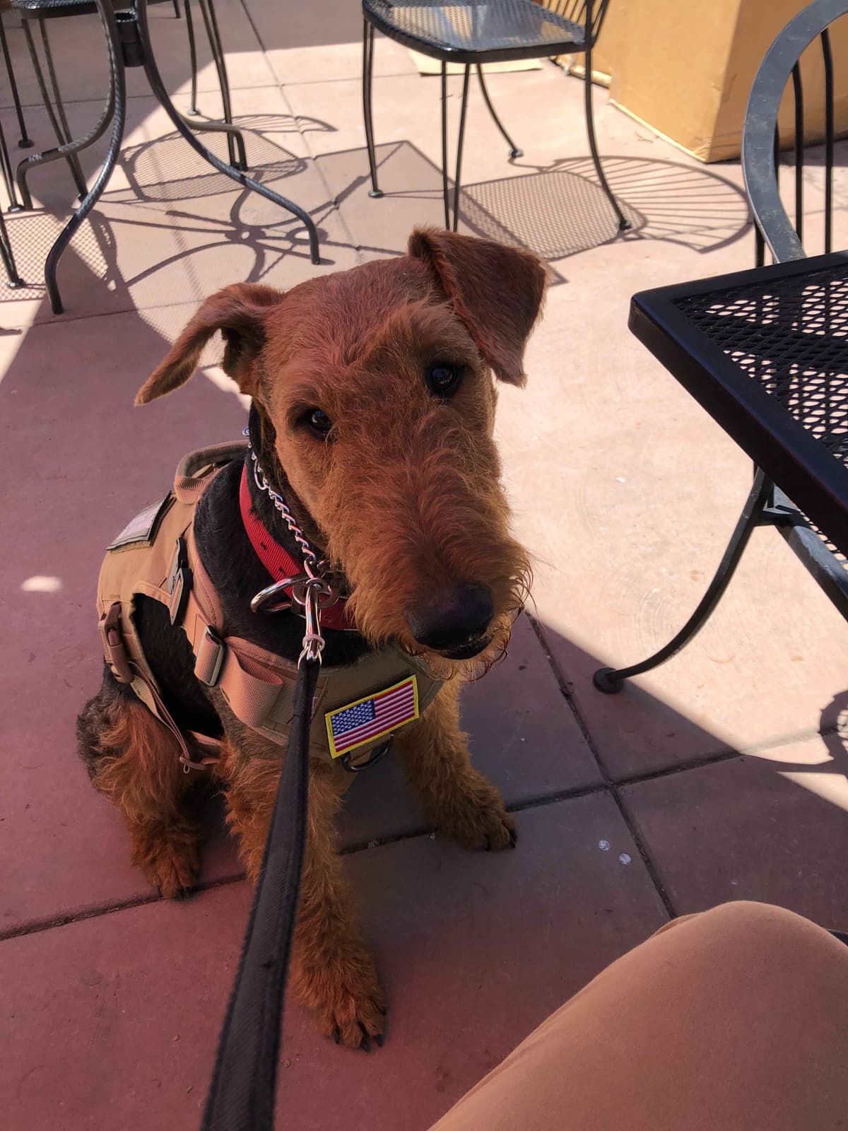 Airedale Terrier Puppies breeder image 5