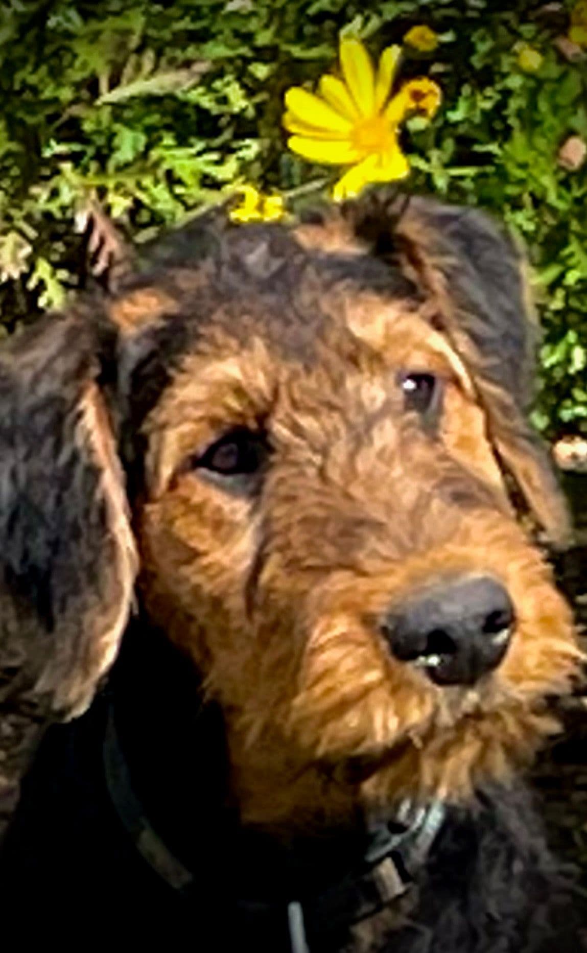Airedale Terrier Puppies breeder image 8