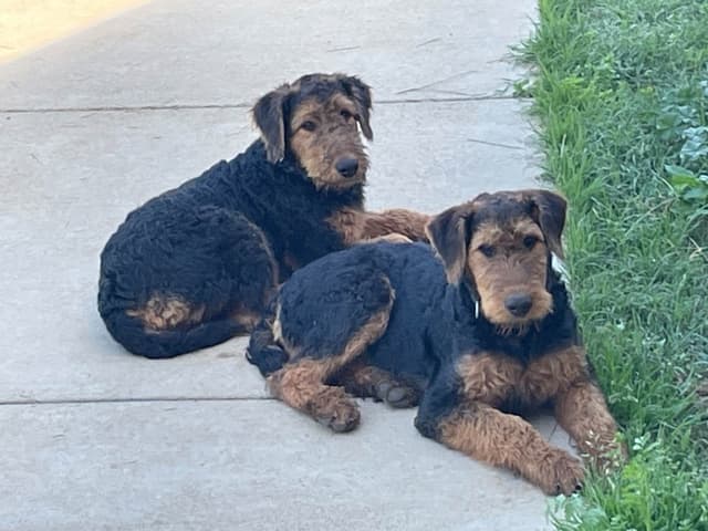 Airedale Terrier Puppies media 3
