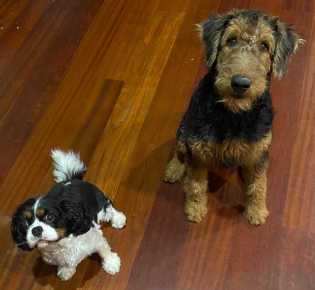 Airedale Terrier Puppies media 4