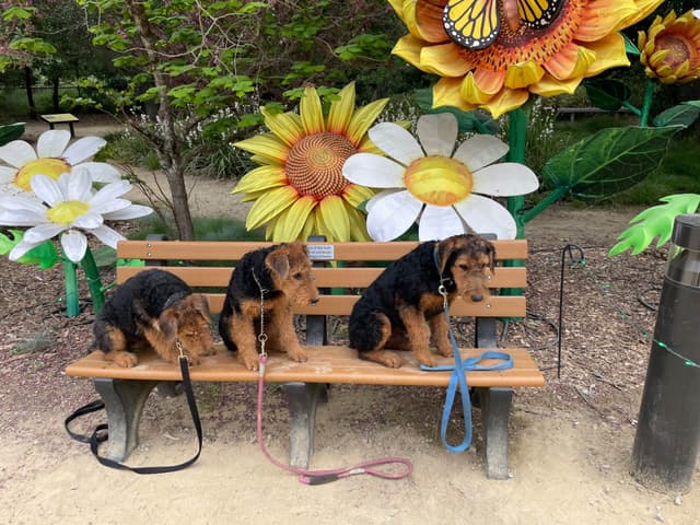 Airedale Terrier Puppies media 5