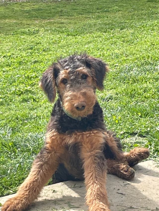 Airedale Terrier Puppies media 6