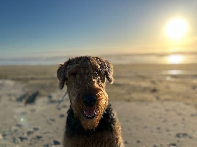 Airedale Terrier Puppies media 7