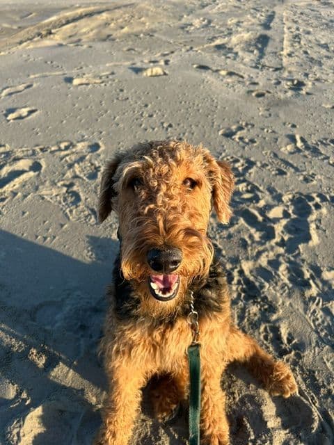 Airedale Terrier Puppies media 8