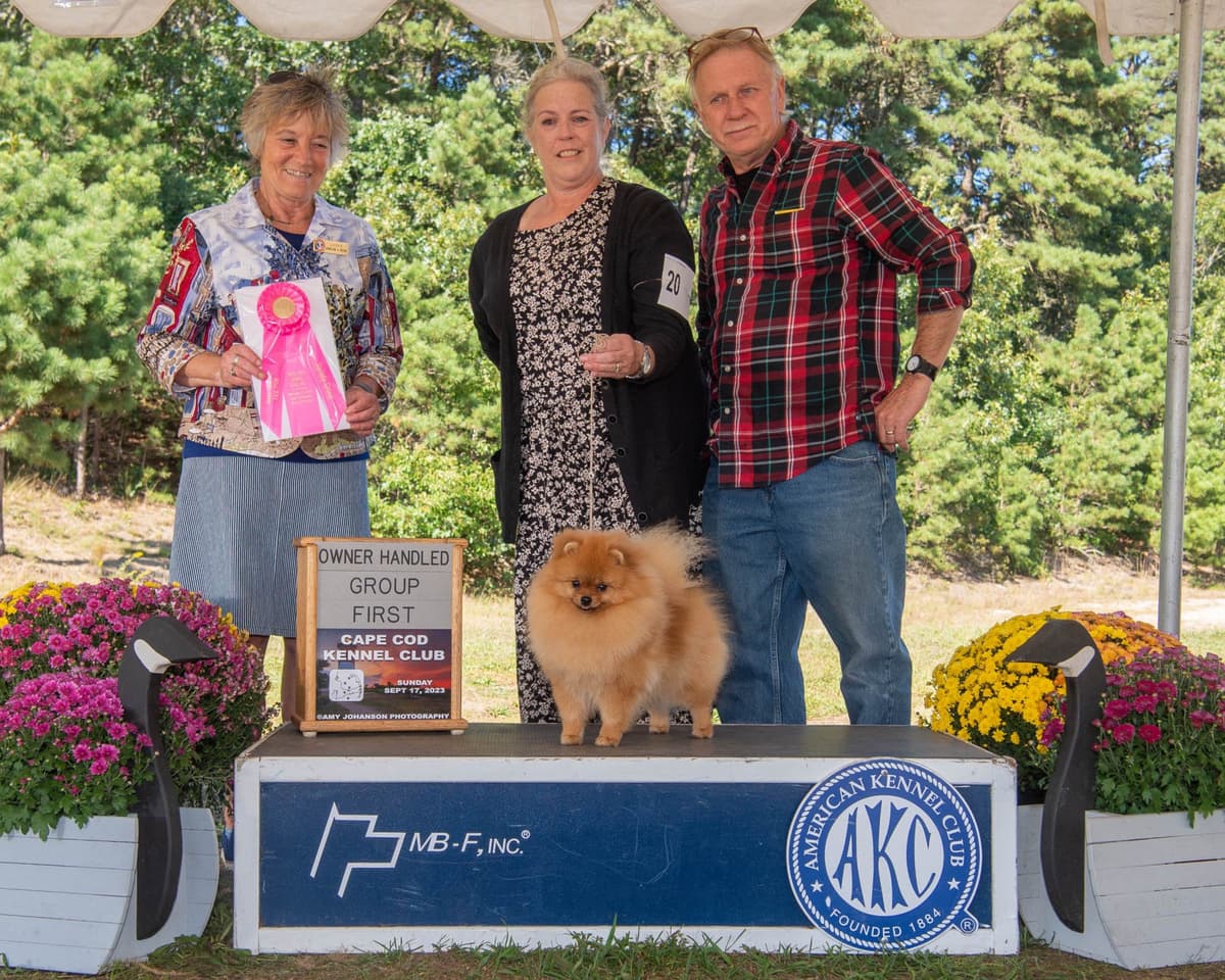 Pomeranian Puppies breeder image 1