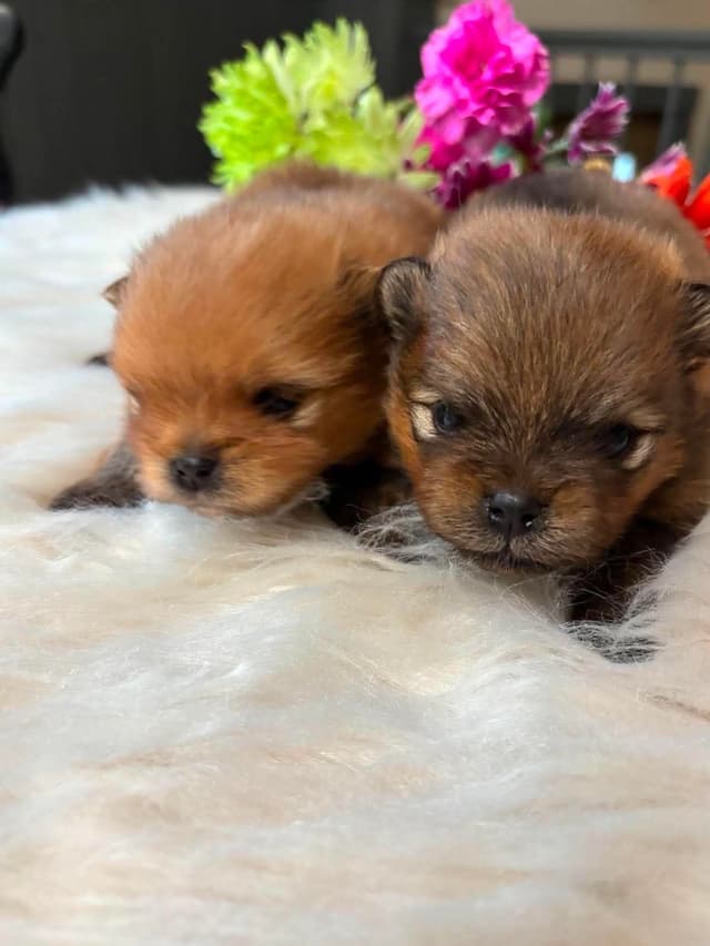 Pomeranian Puppies media 3