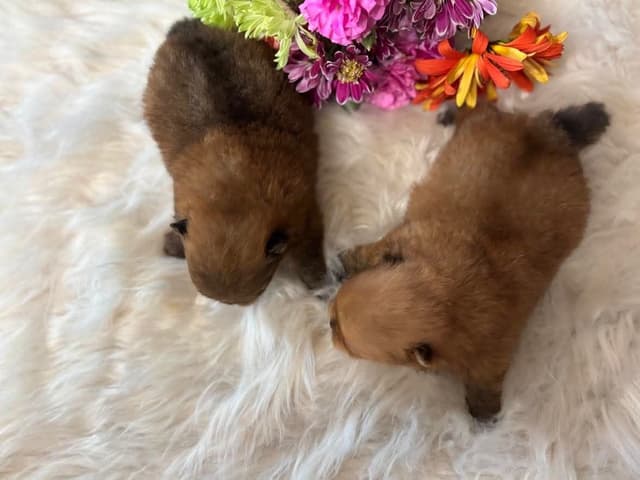 Pomeranian Puppies media 4