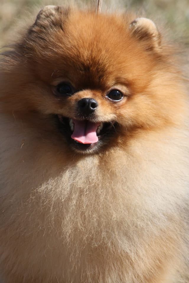 Pomeranian Puppies media 5