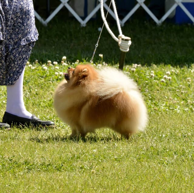 Pomeranian Puppies media 6