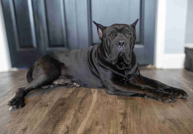 Cane Corso Puppies media 6