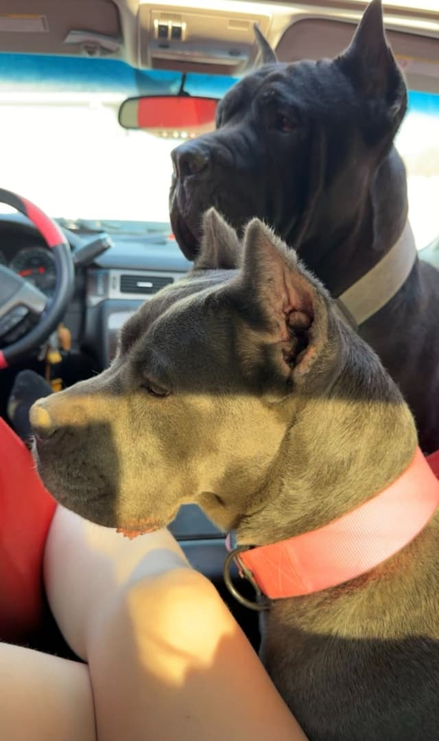 Cane Corso Puppies media 8