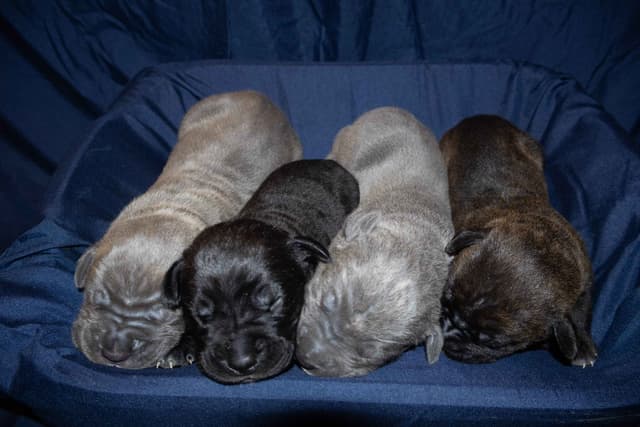 Cane Corso Puppies media 2