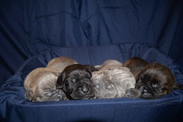 Cane Corso Puppies media 3