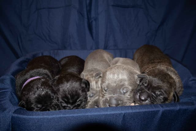 Cane Corso Puppies media 4