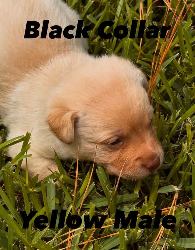 Labrador Retriever Puppies media 3