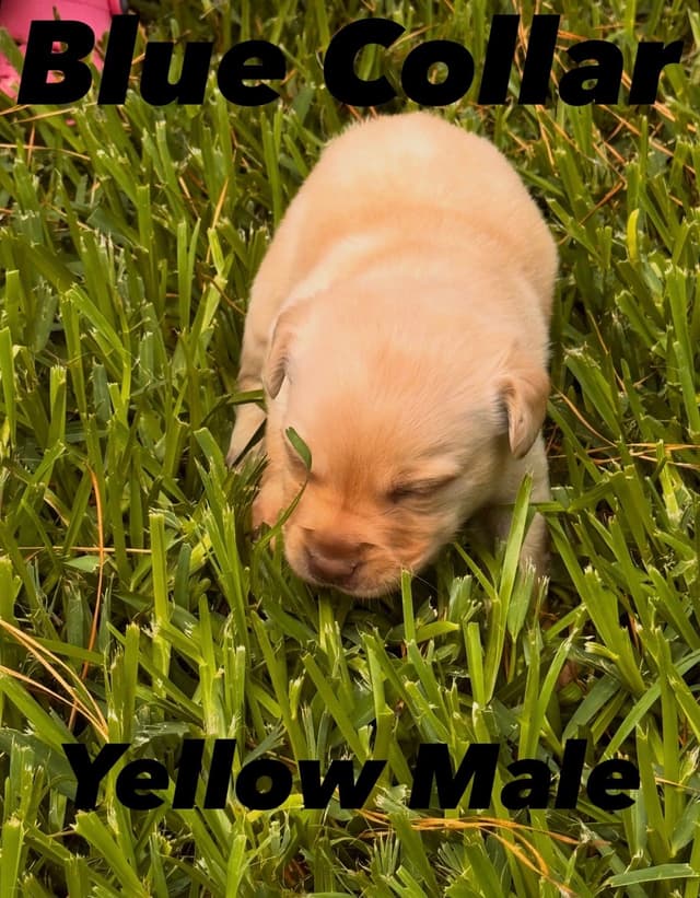Labrador Retriever Puppies media 4