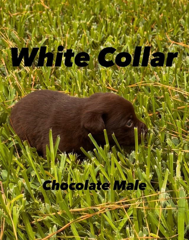 Labrador Retriever Puppies media 5