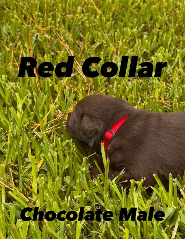 Labrador Retriever Puppies media 6