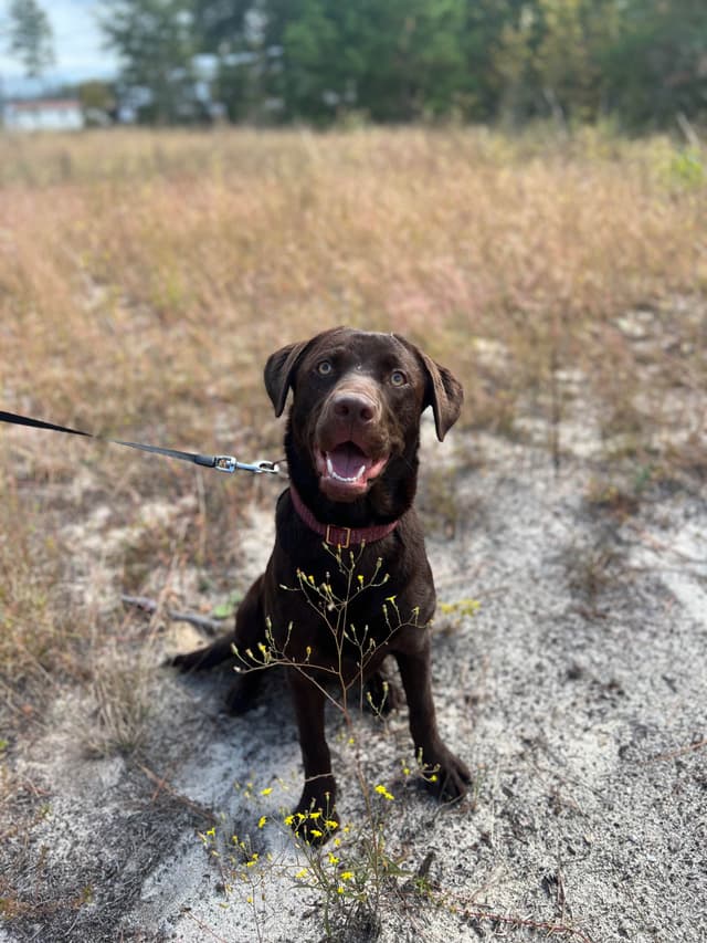 Labrador Retriever Puppies media 2