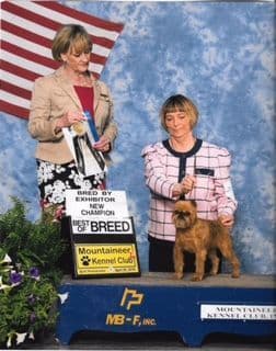 Female rough Brussels griffon breeder image 4