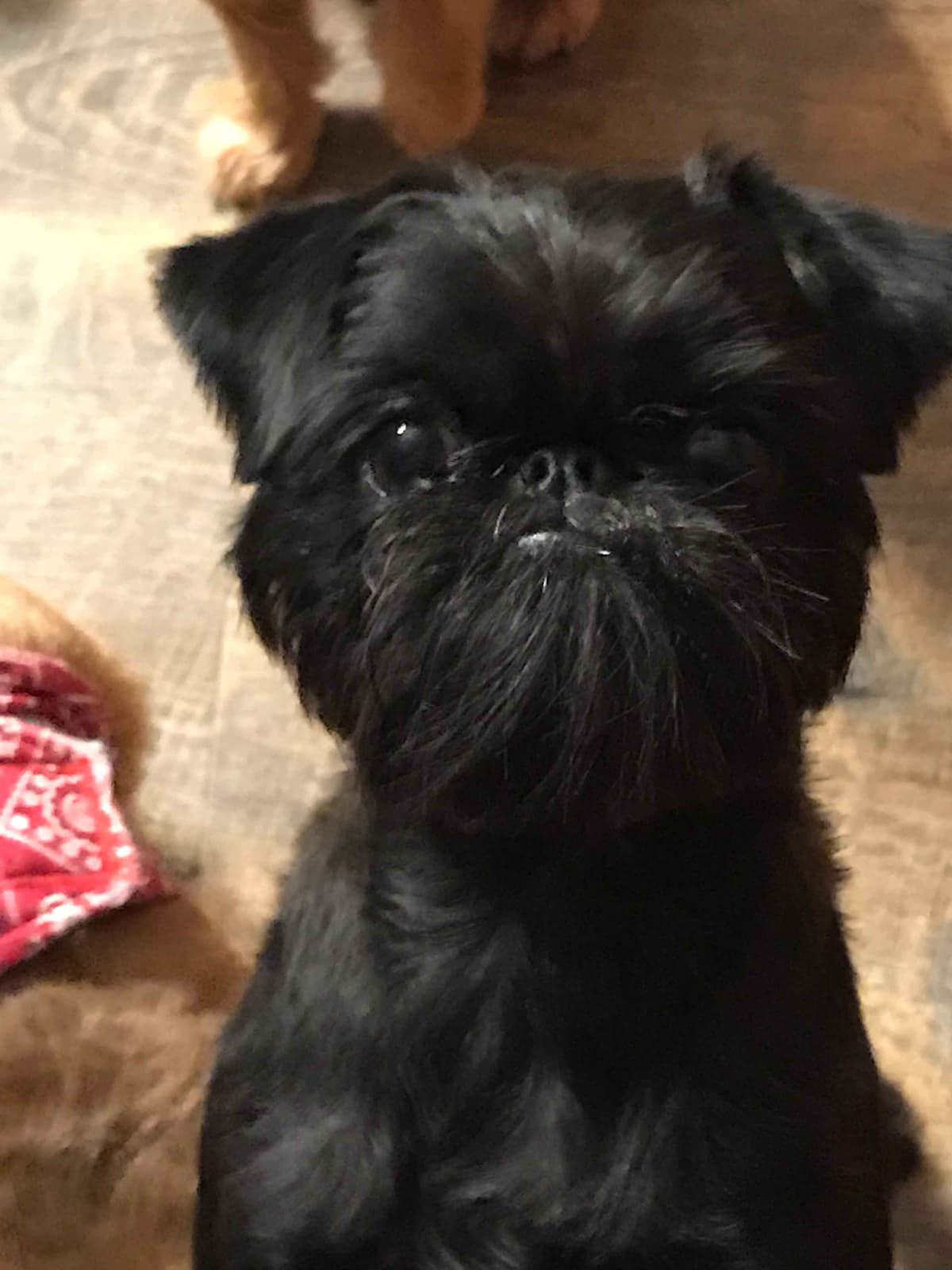 Female rough Brussels griffon breeder image 7
