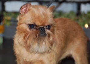 Female rough Brussels griffon breeder image 6