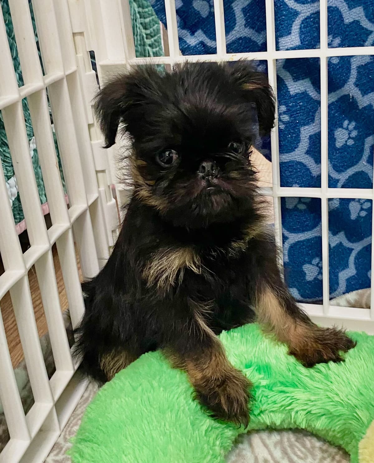 Female rough Brussels griffon breeder image 8