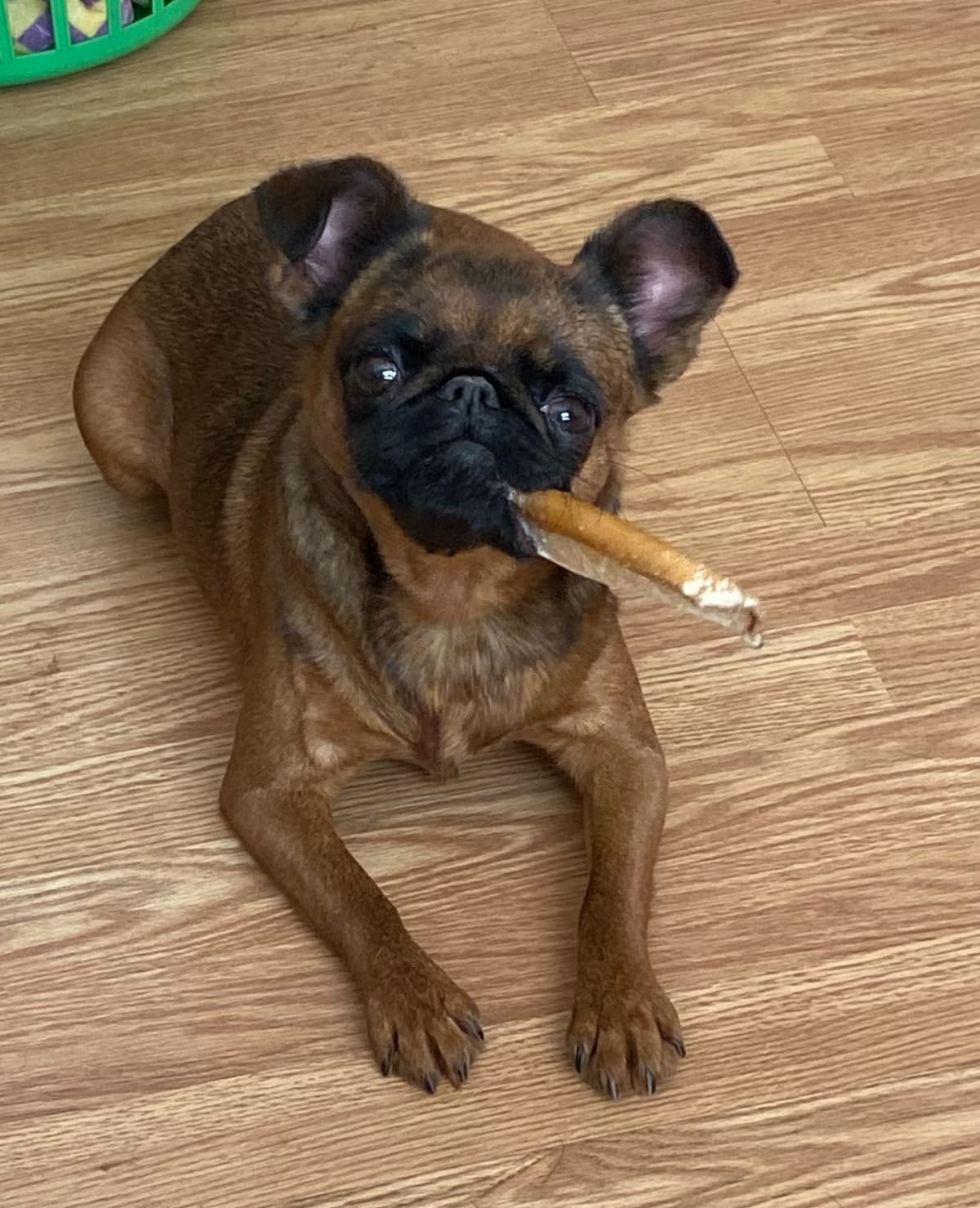 Female rough Brussels griffon breeder image 9