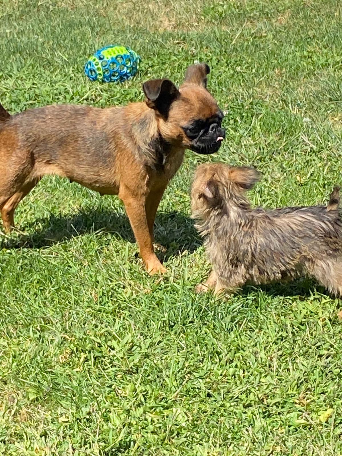 Female rough Brussels griffon breeder image 10