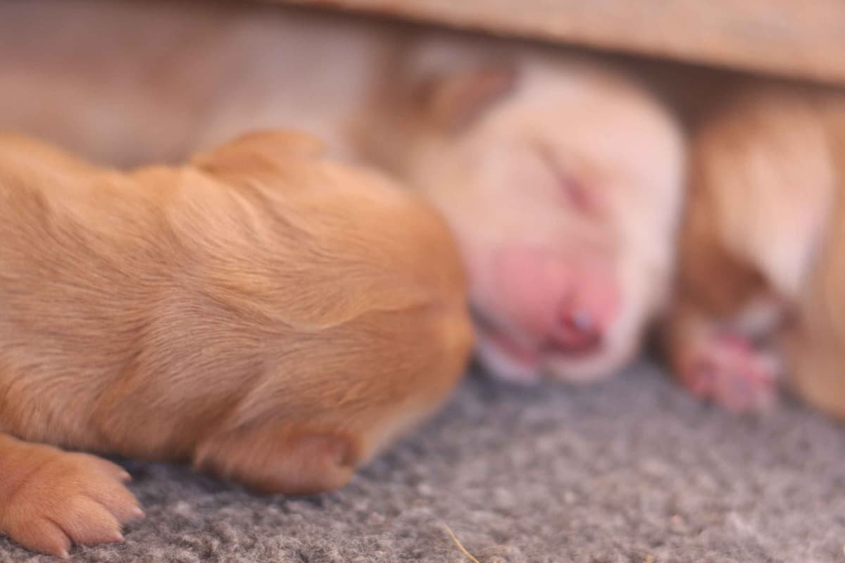 Golden Retriever Puppies breeder image 1
