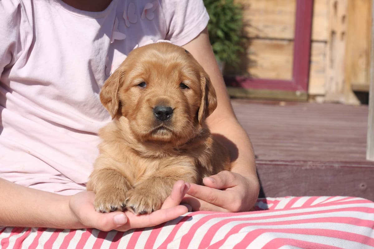 Golden Retriever Puppies breeder image 2