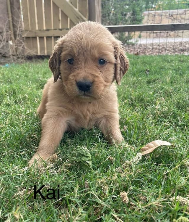 Golden Retriever Puppies media 2