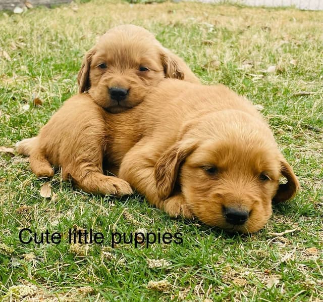 Golden Retriever Puppies media 3