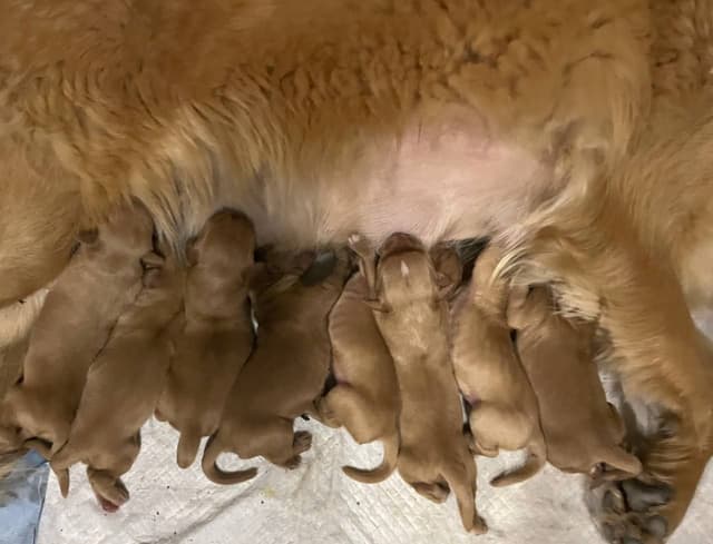 Golden Retriever Puppies media 2