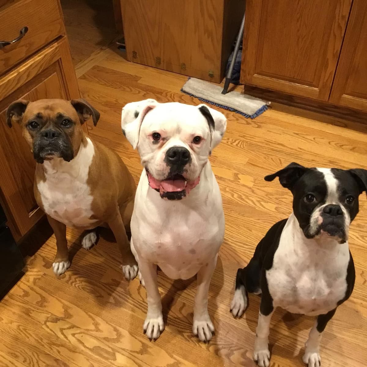 French Bulldog breeder image 23