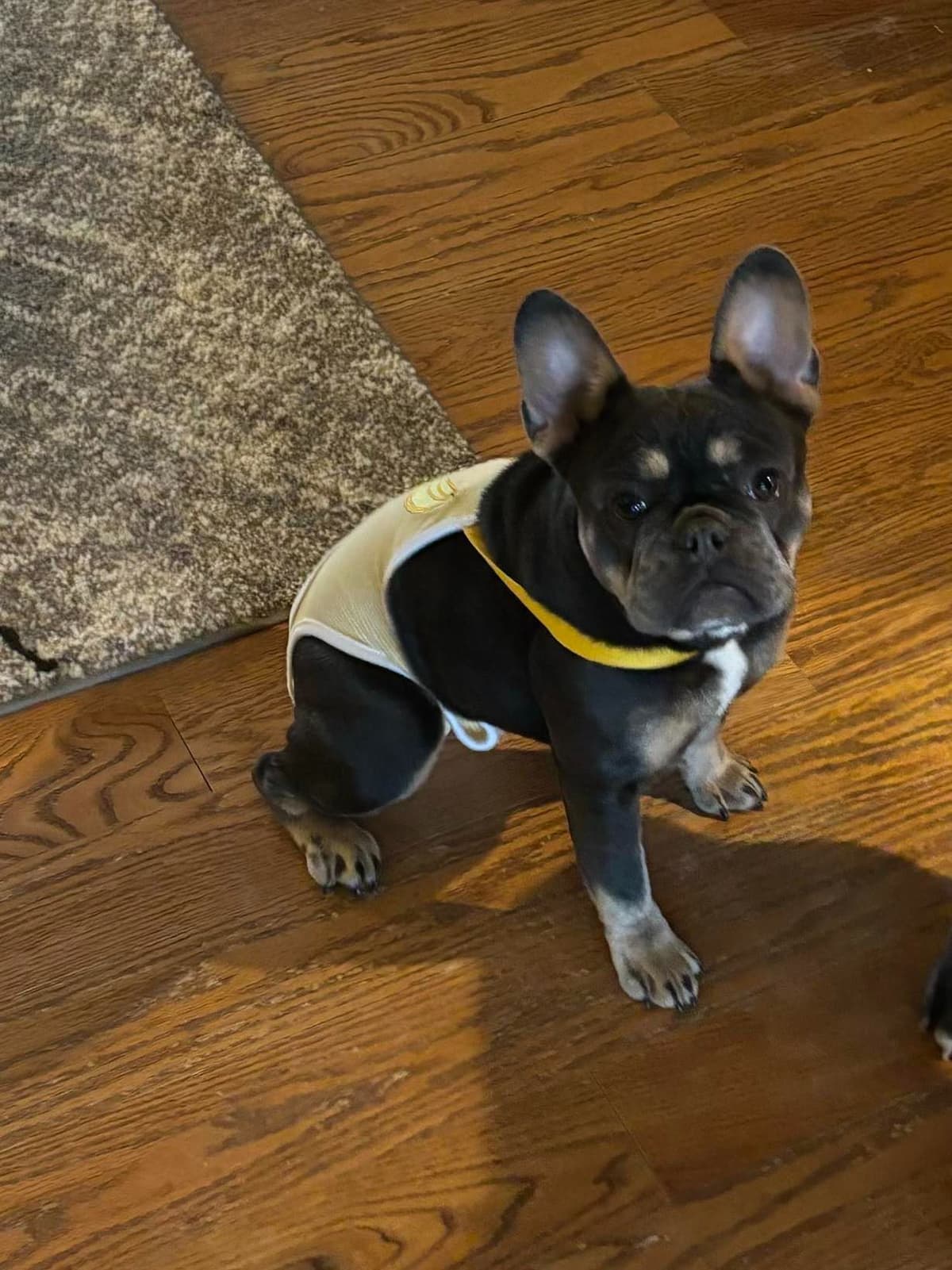 French Bulldog breeder image 6