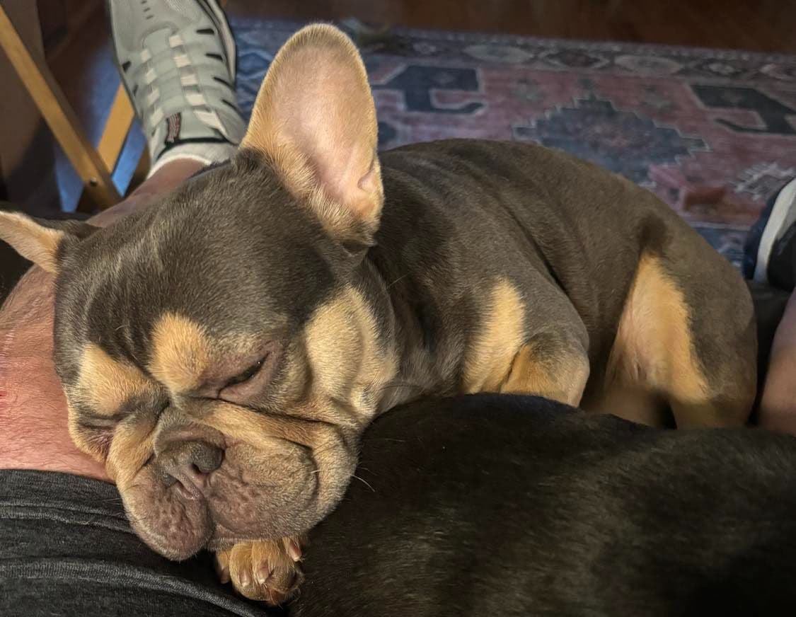 French Bulldog breeder image 5